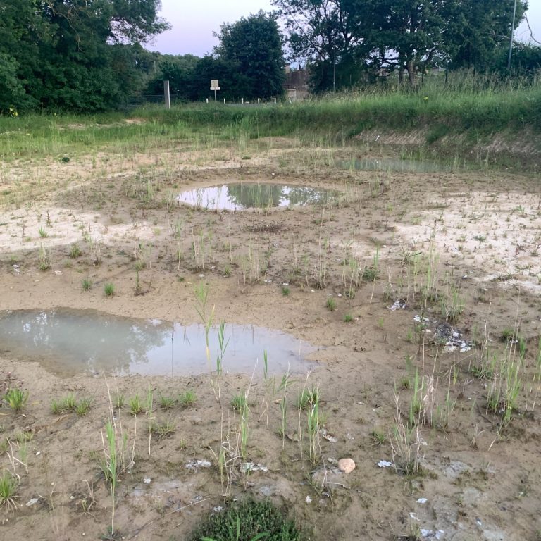 Suivi écologique après travaux de restauration de la zone humide