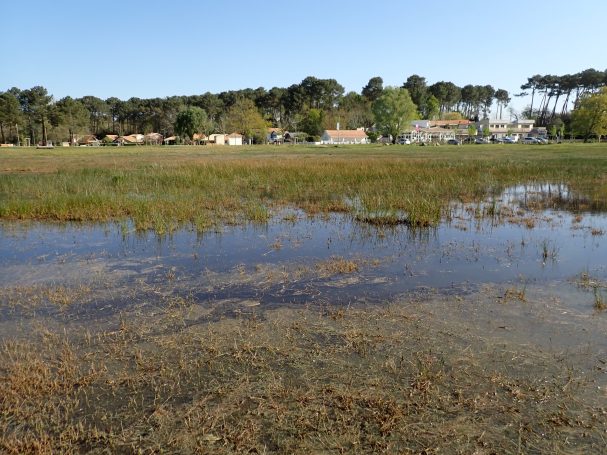 Zone humide arrière-dunaire
