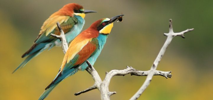 Guêpier d'Europe - photographie naturaliste SIRE Conseil