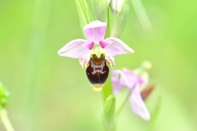 Expertise botanique - Ophrys scolopax