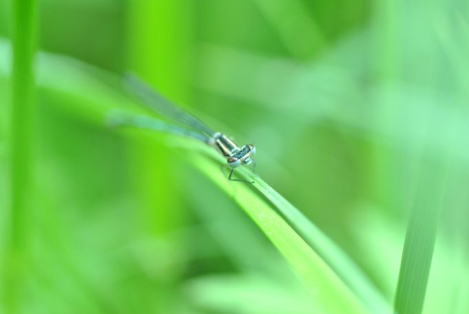 Expertise entomologique - libellule