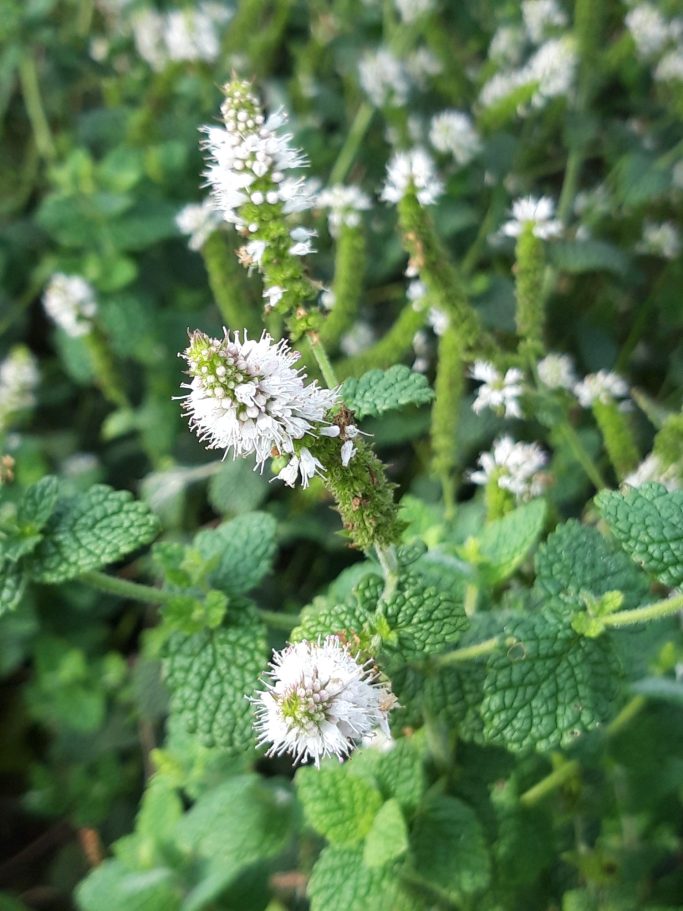 Expertise botanique légale - mentha suaveolens